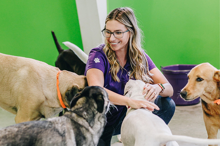 A PetSuites staff member plays with dogs in dog daycare.