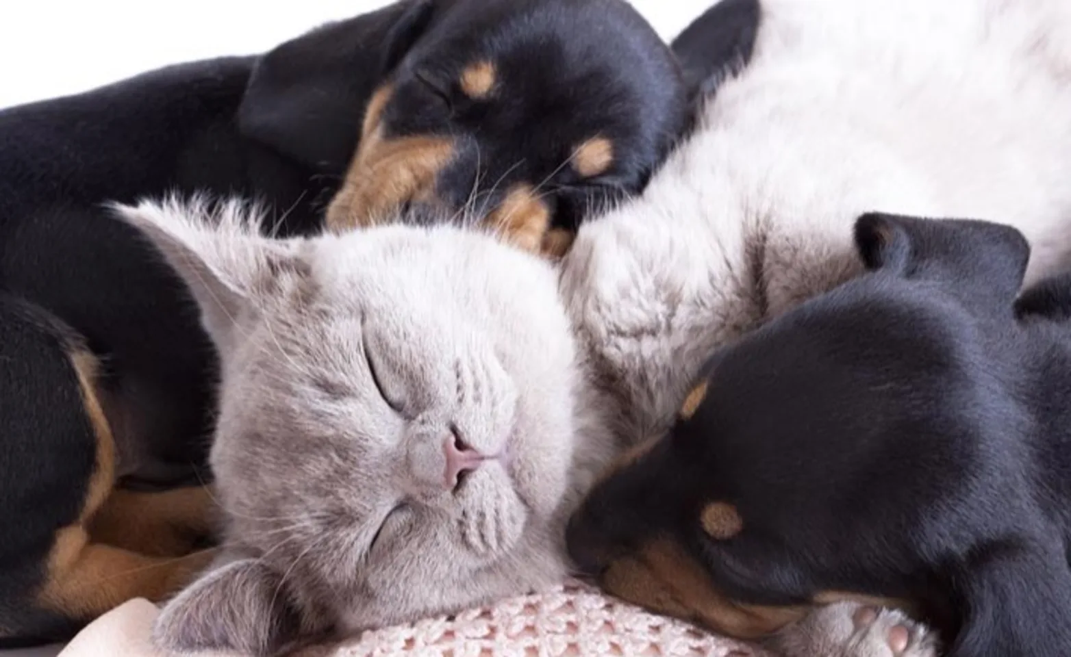 Two dogs laying with a cat on top of a pillow Two dogs laying with a cat on top of a pillow