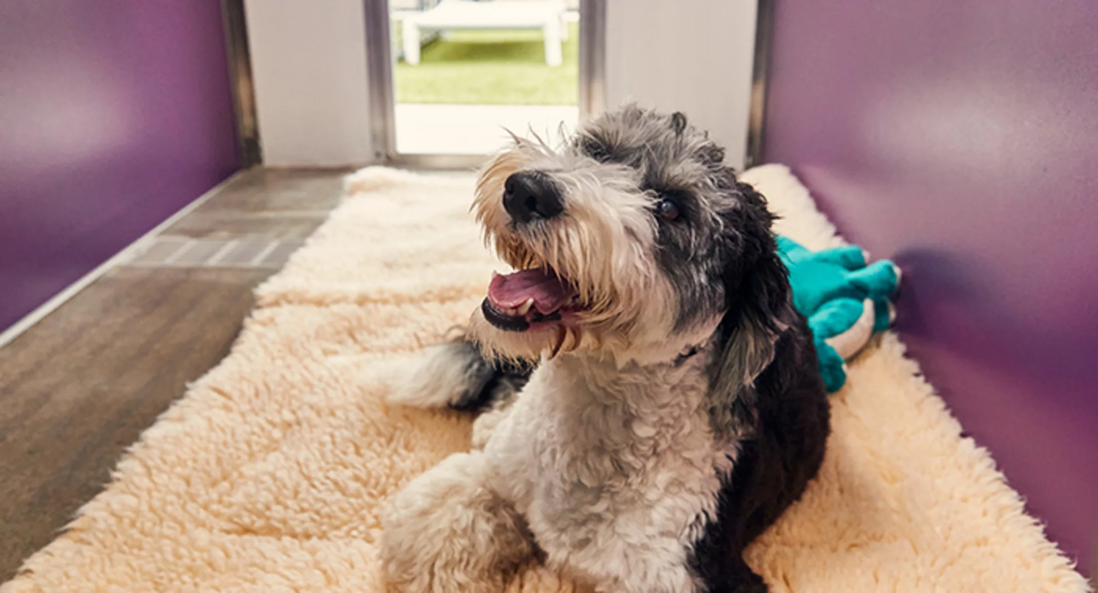 PetSuites dog laying on bed PetSuites dog laying on bed