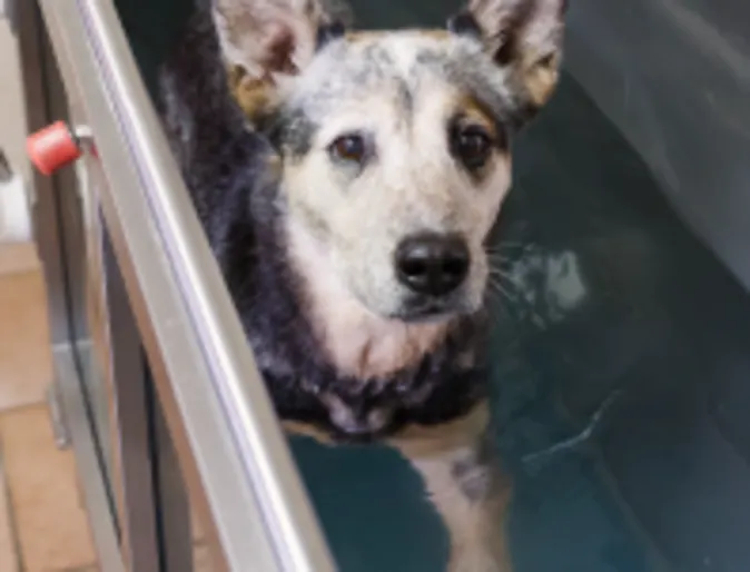 Dog doing water therapy