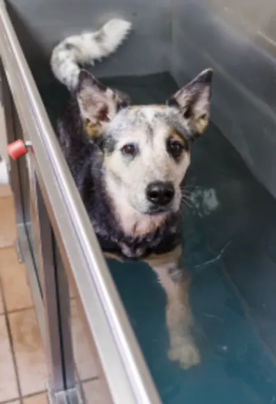 Dog doing water therapy