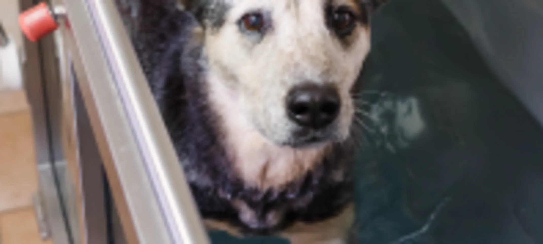 Dog doing water therapy Dog doing water therapy