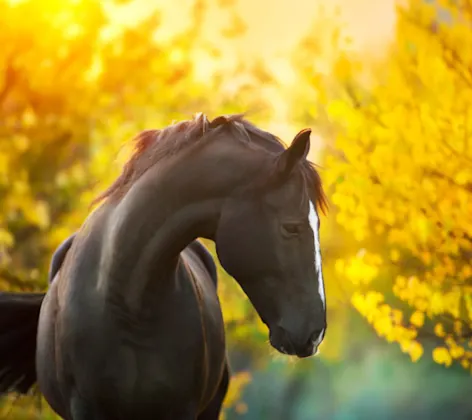 Performance Horse Sunset with Yellow Trees Performance Horse Sunset with Yellow Trees