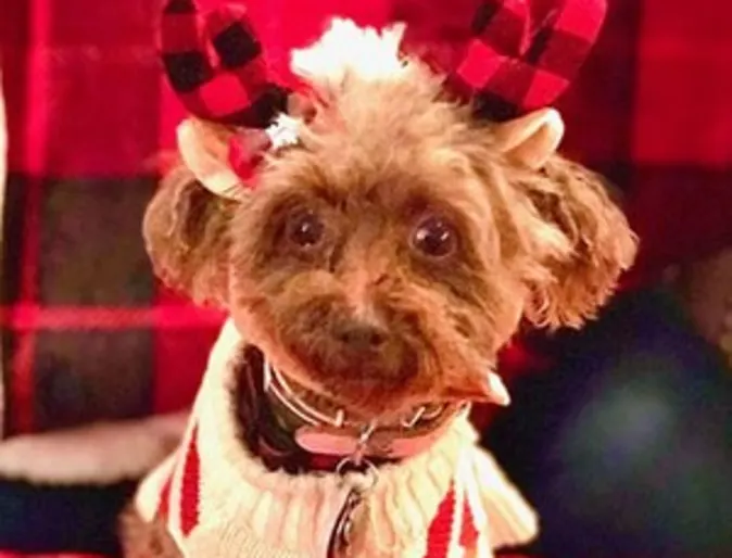 Coco Chanel the dog wearing reindeer antlers Coco Chanel the dog wearing reindeer antlers