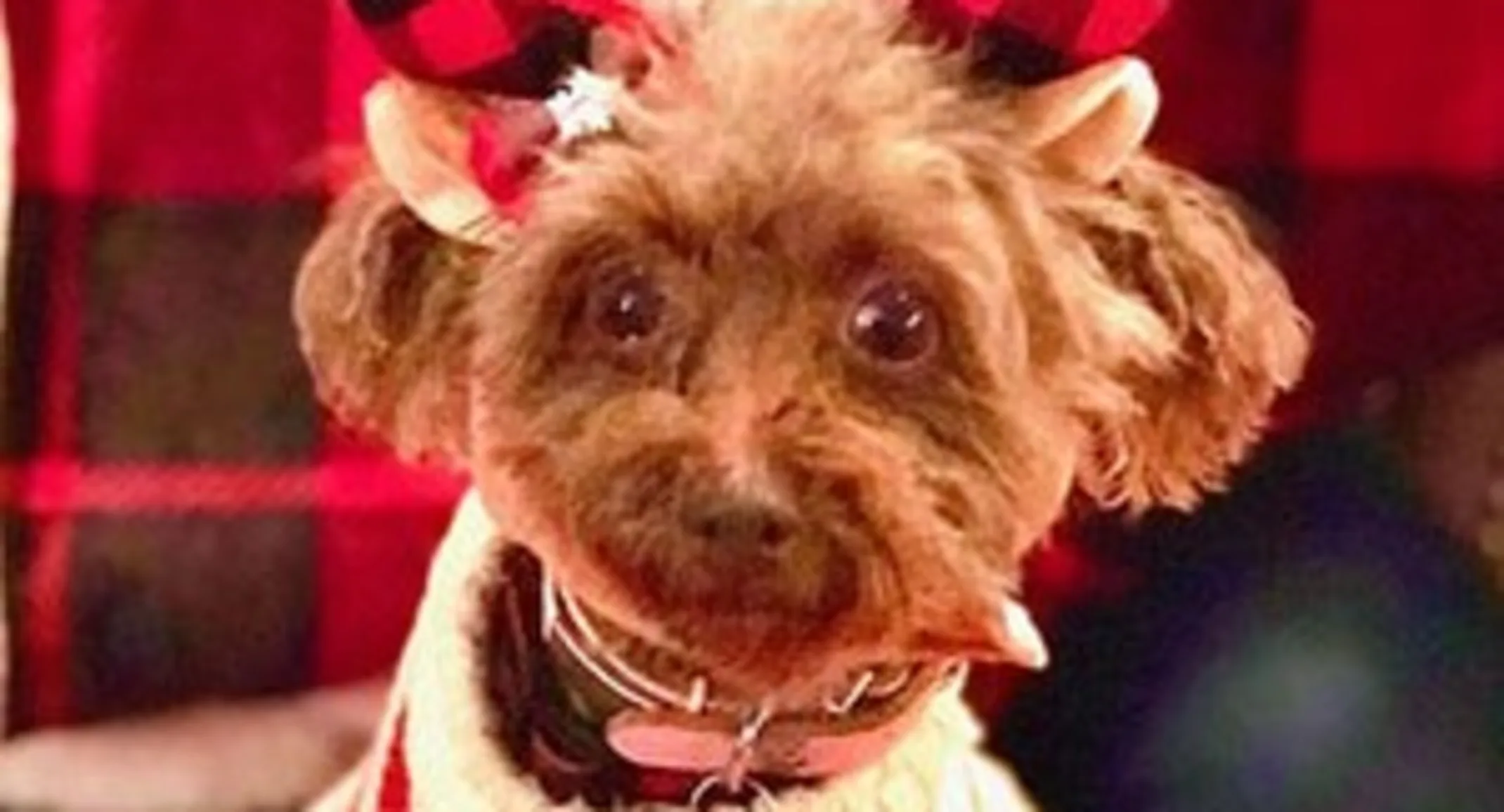 Coco Chanel the dog wearing reindeer antlers Coco Chanel the dog wearing reindeer antlers