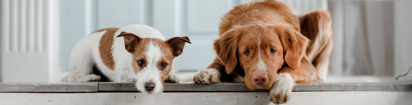 Our Animal Hospital Staff Central Langley Pet Hospital