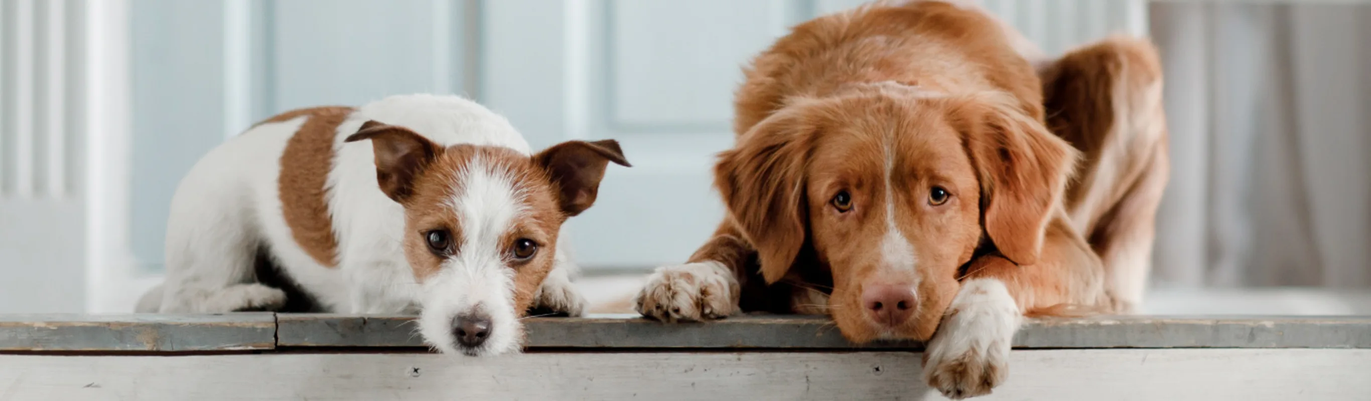 Two Dogs Laying on Porch Steps