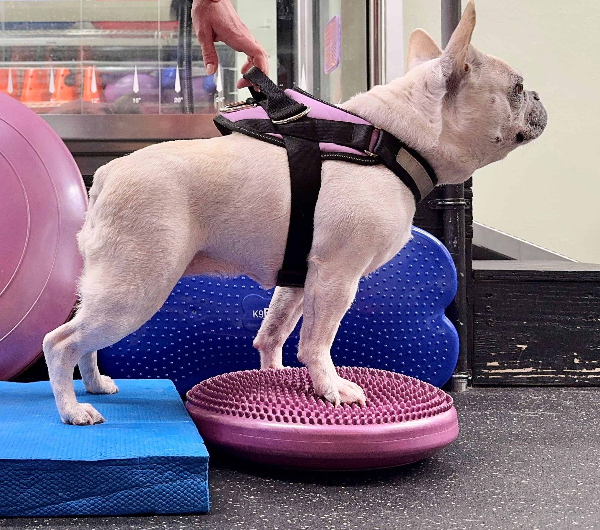 French Bulldog Rehabilitation