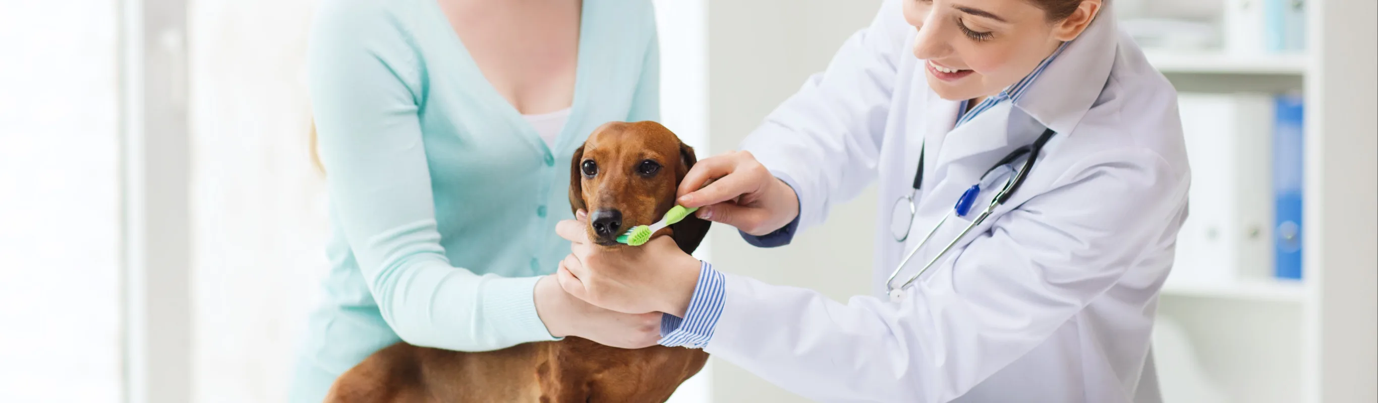 Veterinary staff performing dentistry on a dog