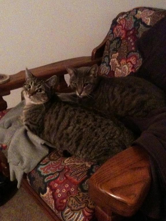 Two cats laying down on chair
