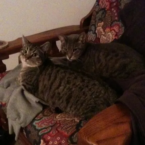Two cats laying down on chair