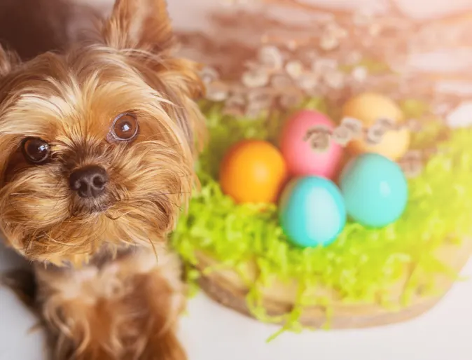 Yorkie posing with Easter eggs Yorkie posing with Easter eggs