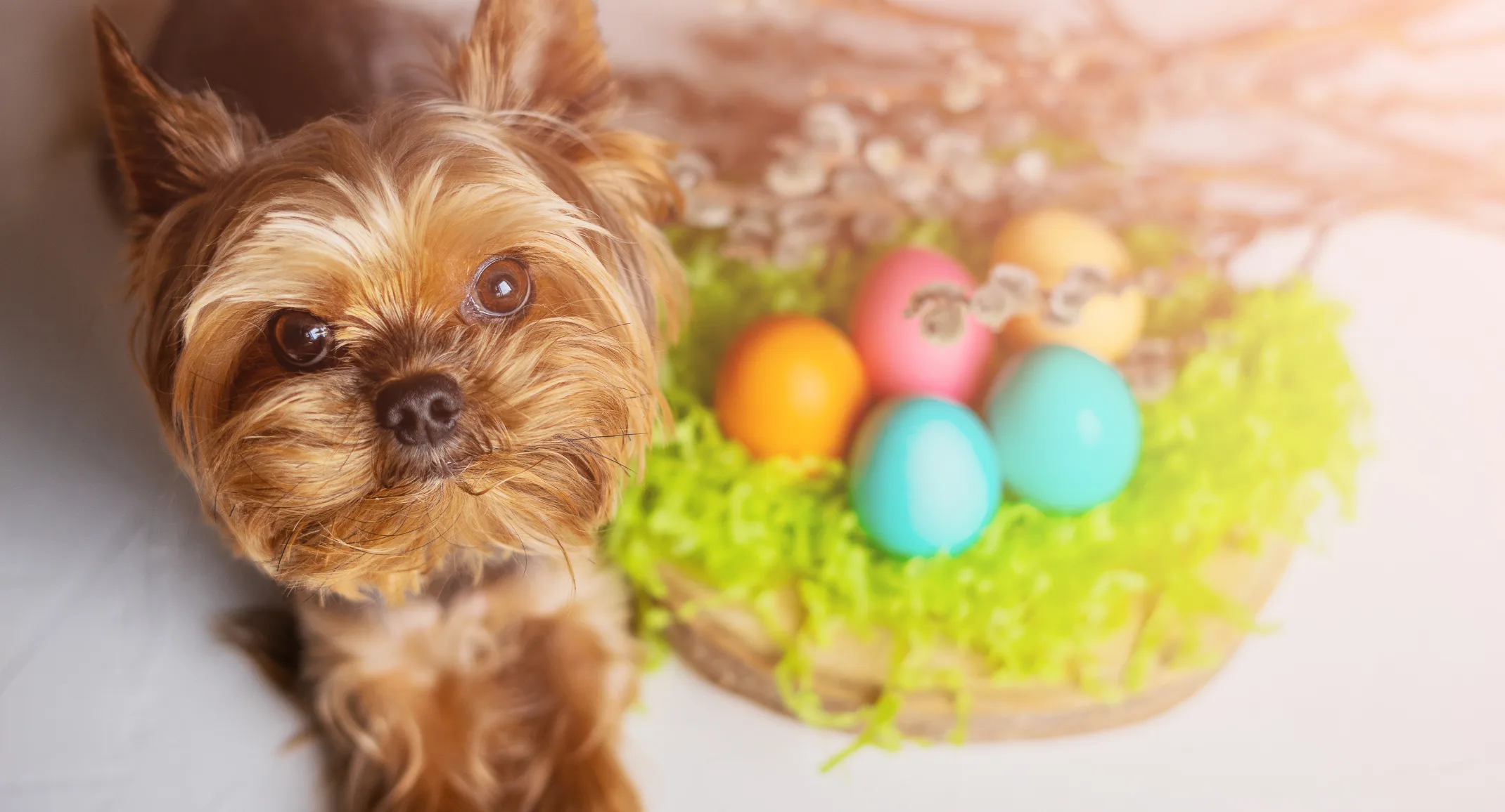 Yorkie posing with Easter eggs Yorkie posing with Easter eggs