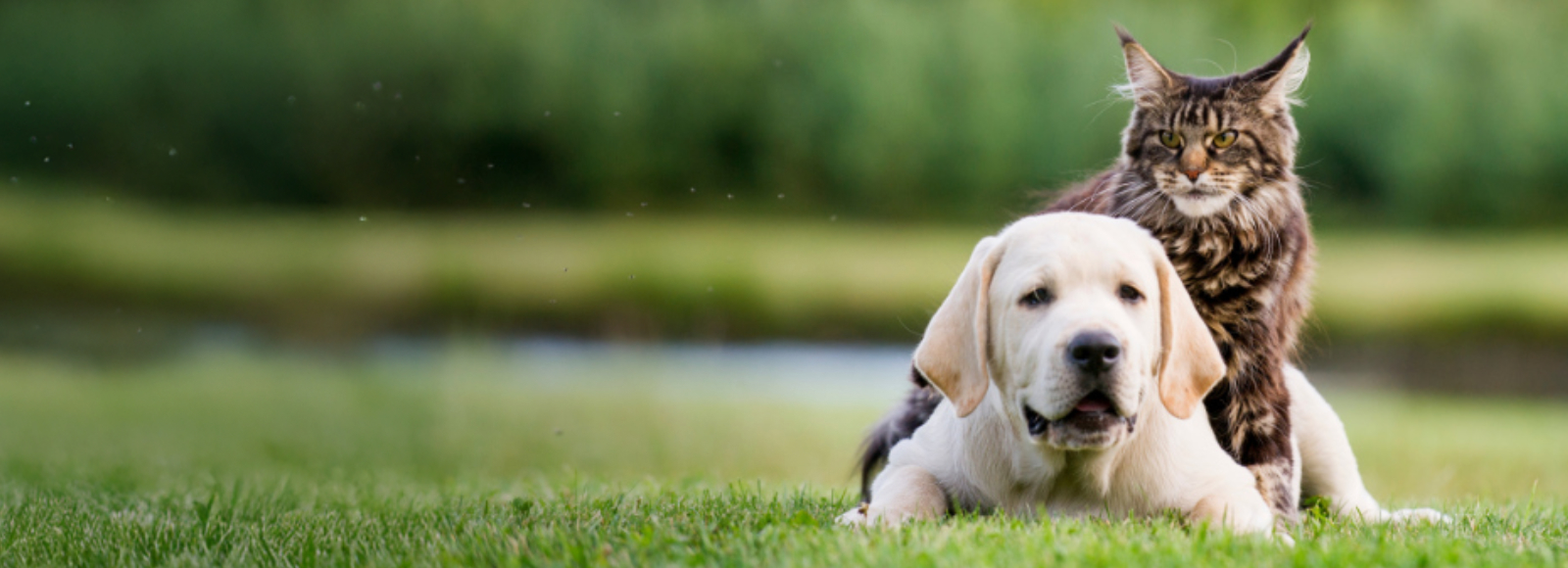 Dog & Cat Sitting Together in a Grassy Field