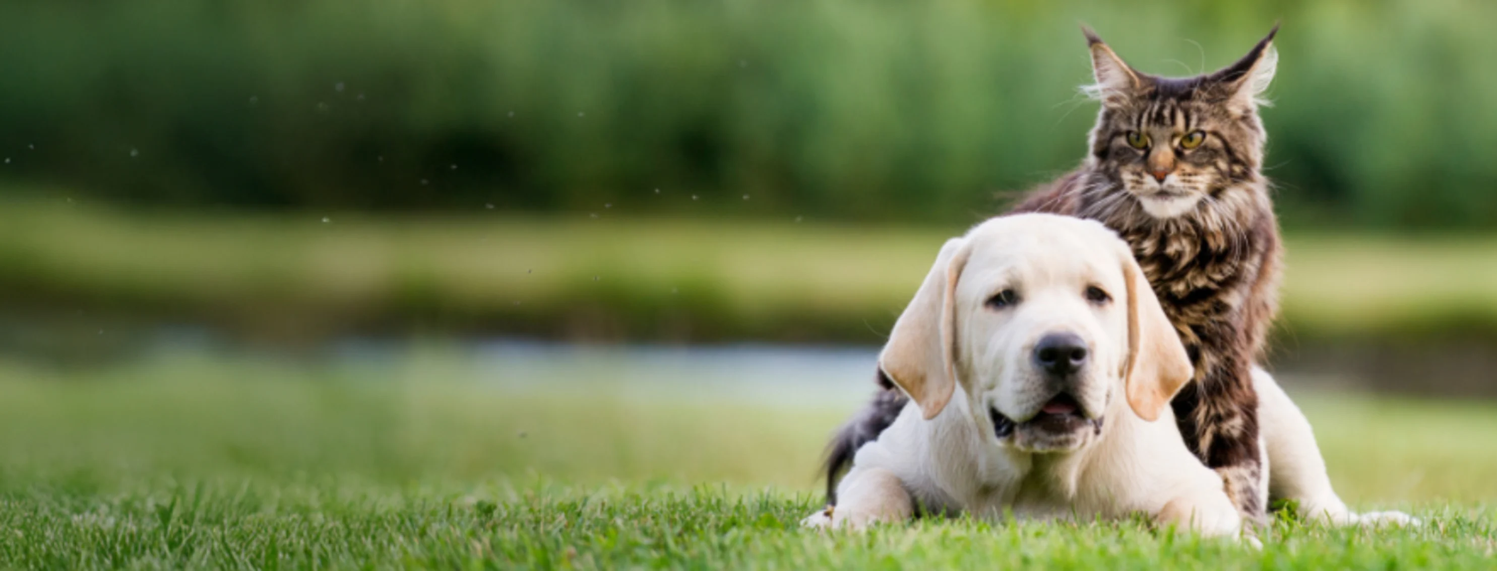 Dog & Cat Sitting Together in a Grassy Field Dog & Cat Sitting Together in a Grassy Field