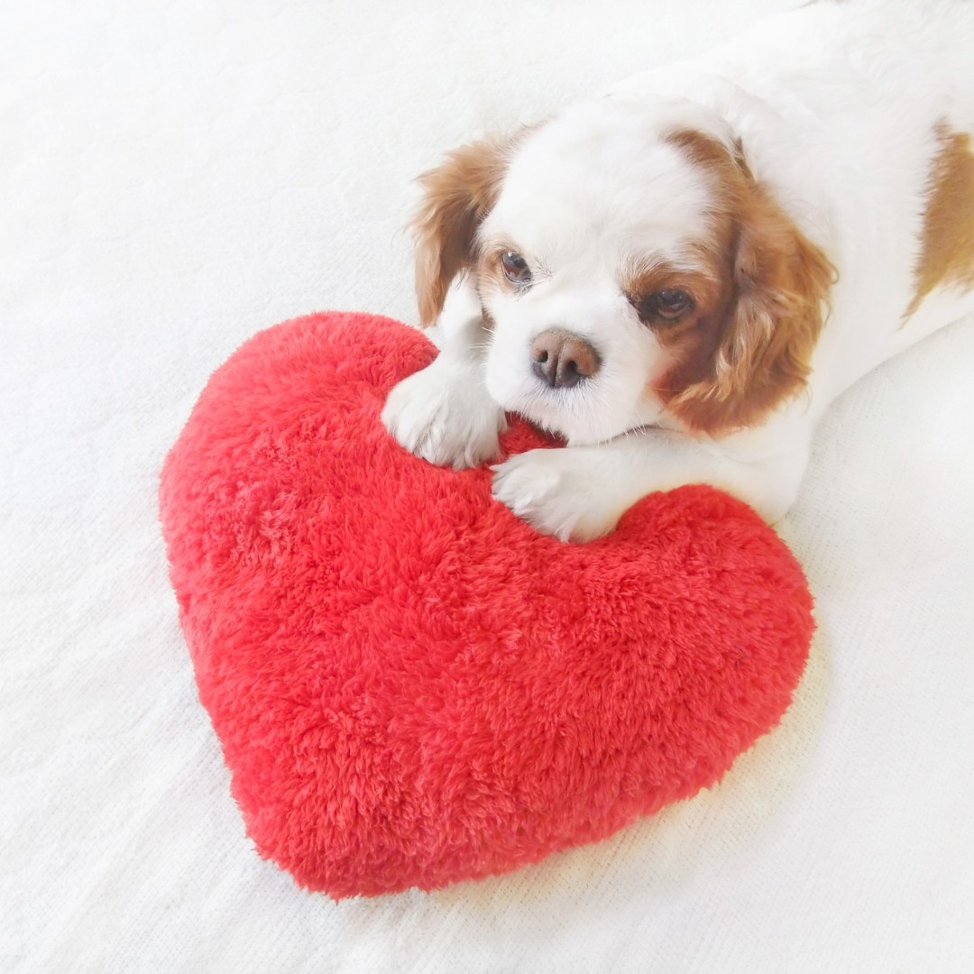 Small Cavalier King Charles Spaniel laying on white bed with a red heart pillow