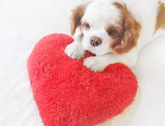 Small Cavalier King Charles Spaniel laying on white bed with a red heart pillow Small Cavalier King Charles Spaniel laying on white bed with a red heart pillow