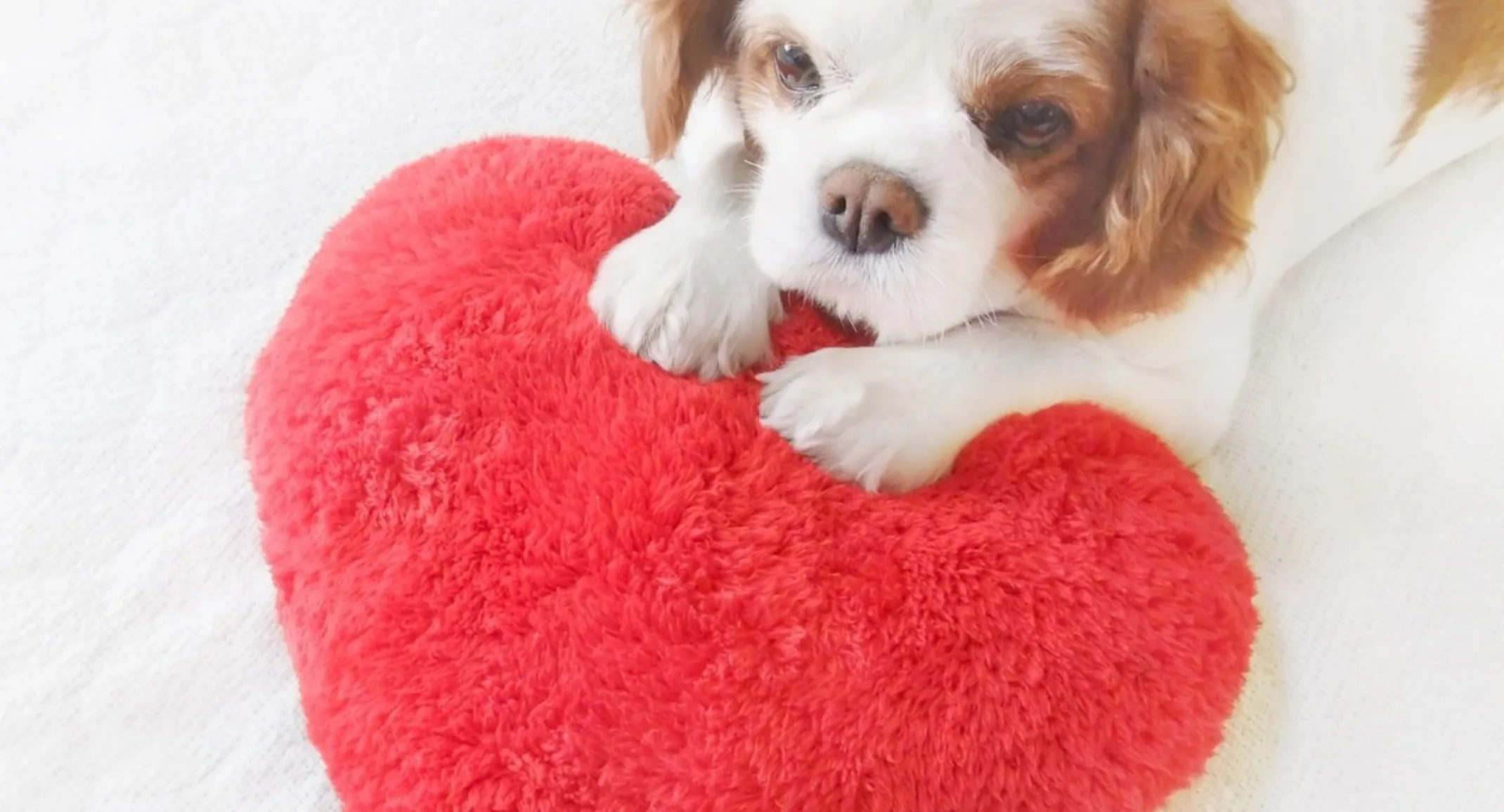 Small Cavalier King Charles Spaniel laying on white bed with a red heart pillow Small Cavalier King Charles Spaniel laying on white bed with a red heart pillow