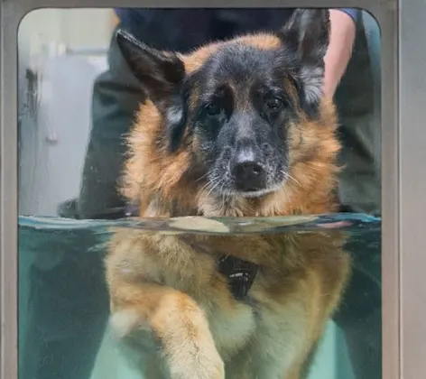 Dog doing hydrotherapy Dog doing hydrotherapy