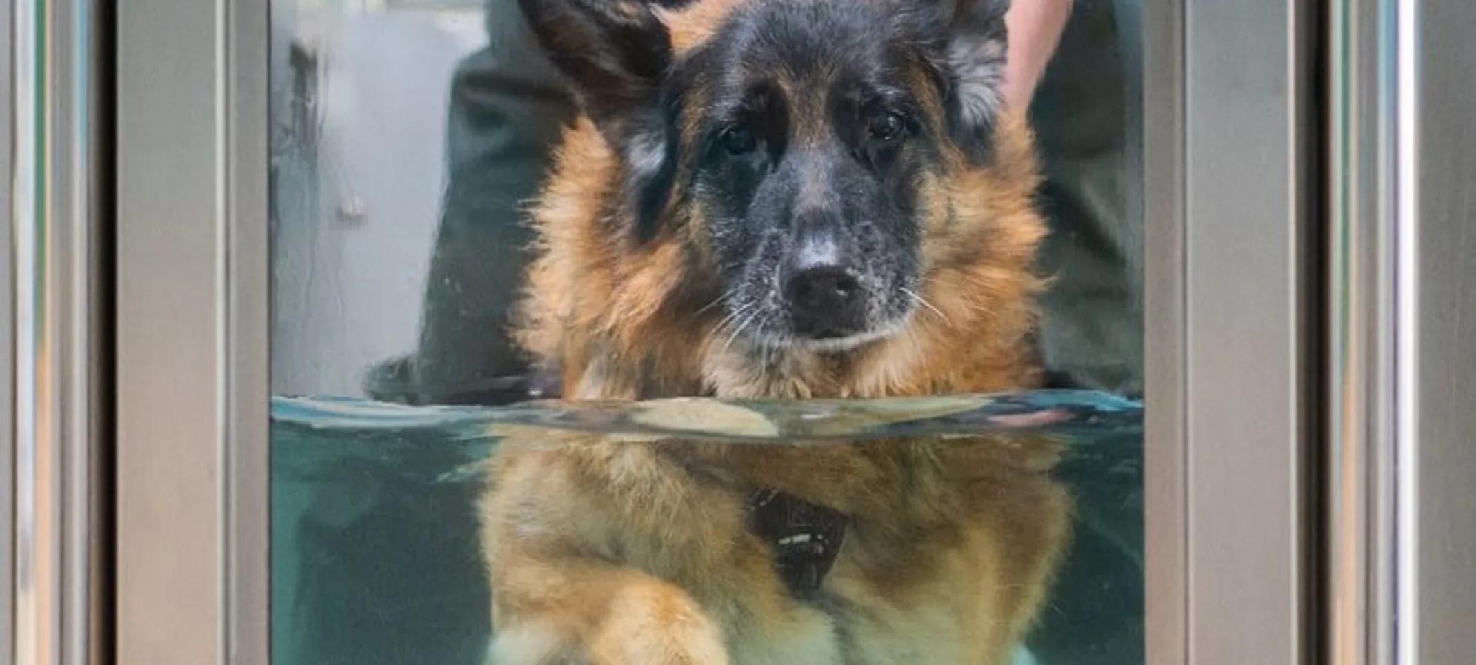 Dog doing hydrotherapy Dog doing hydrotherapy