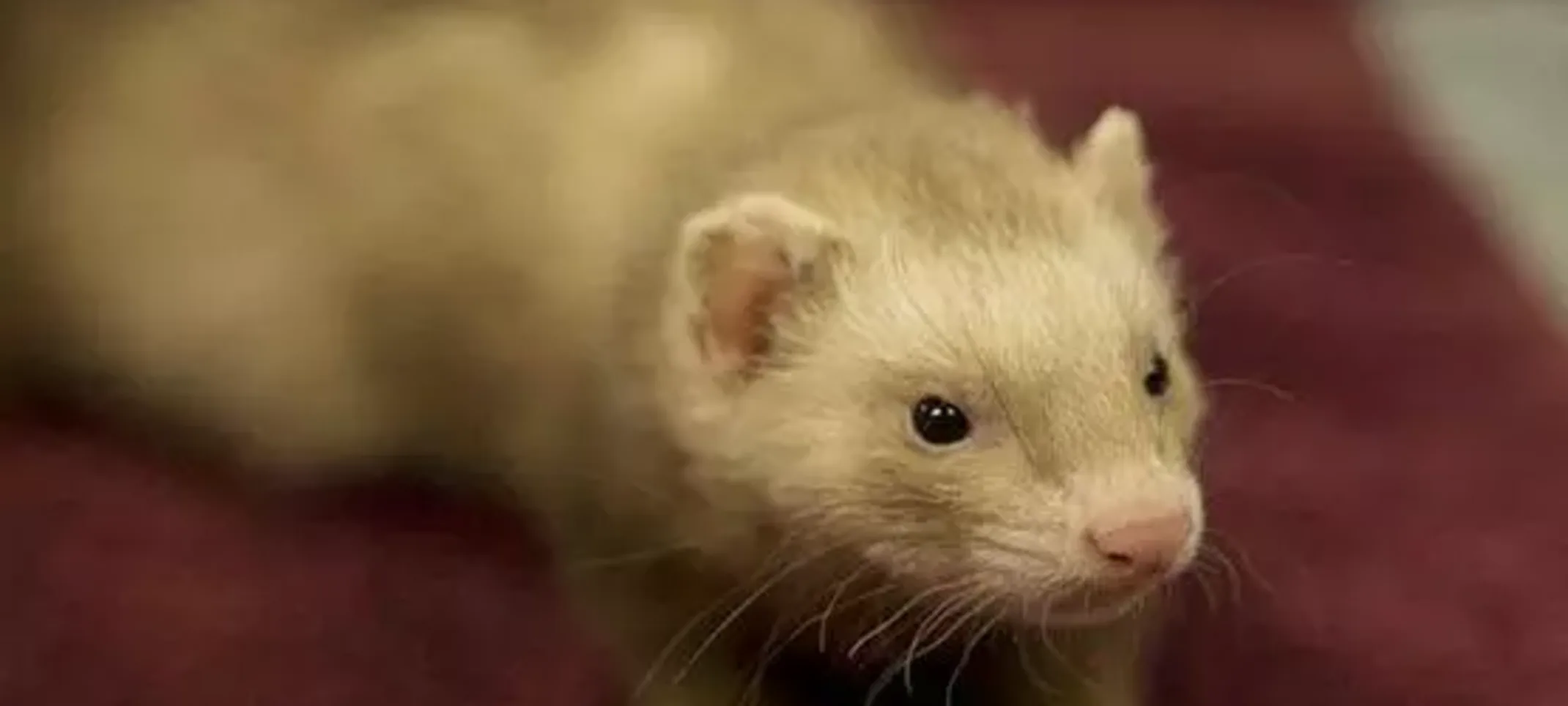 Dusty, Ferret Dusty, Ferret