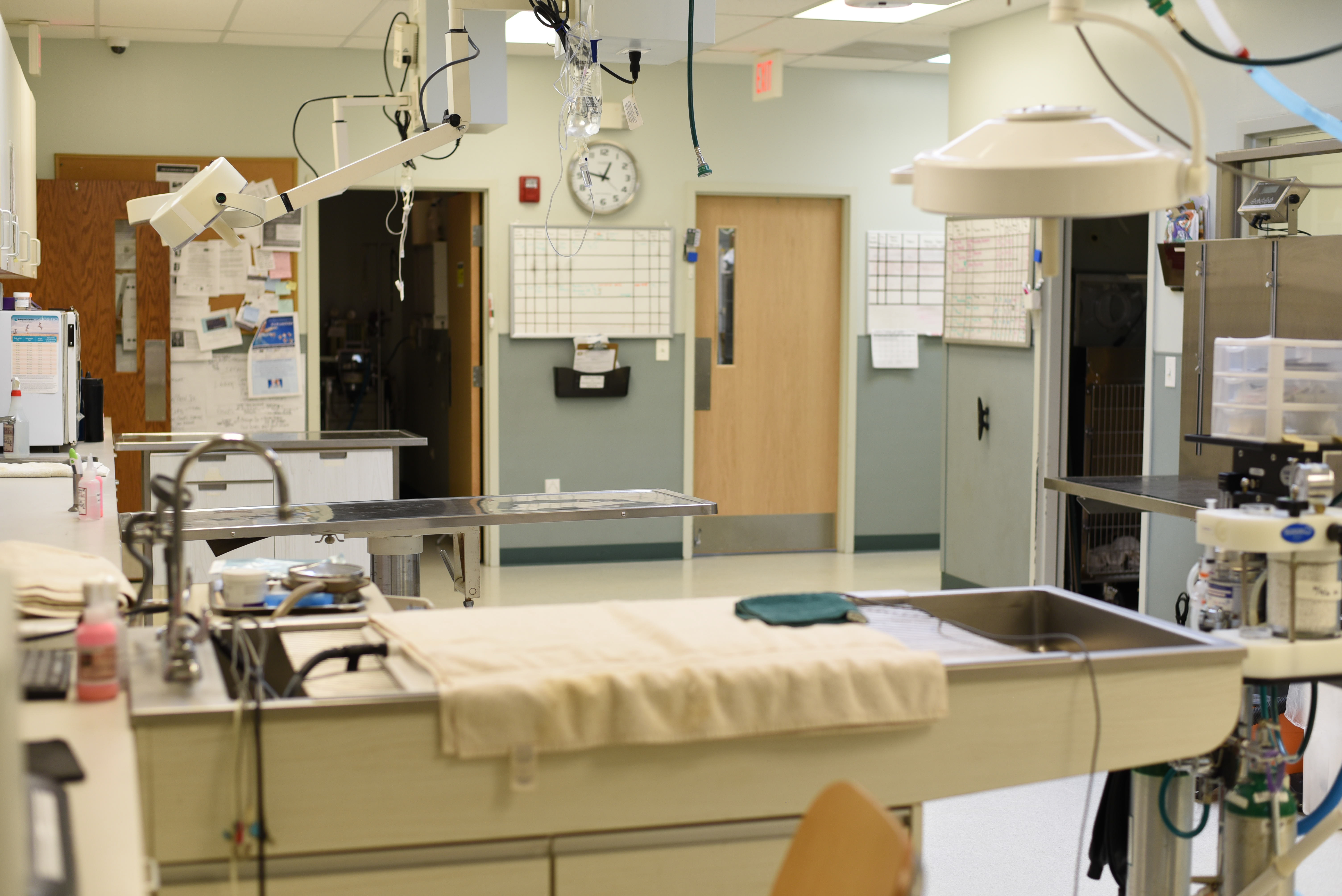 Treatment room and table at Mundelein Animal Hospital 