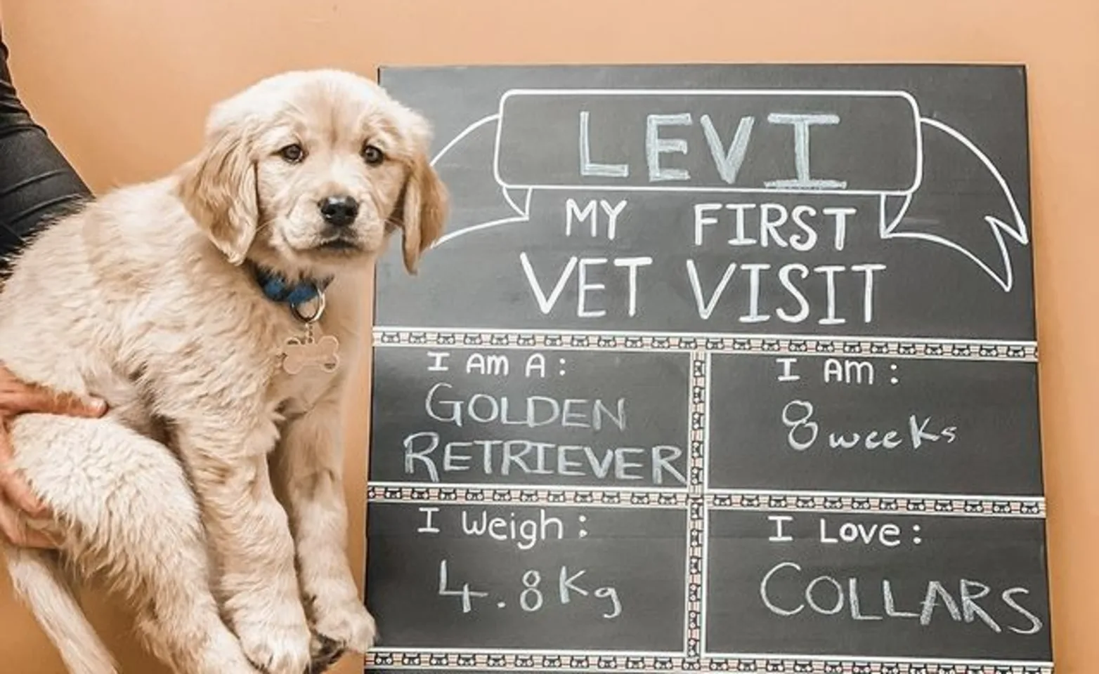 Dog being held up next to a chalkboard sign Dog being held up next to a chalkboard sign