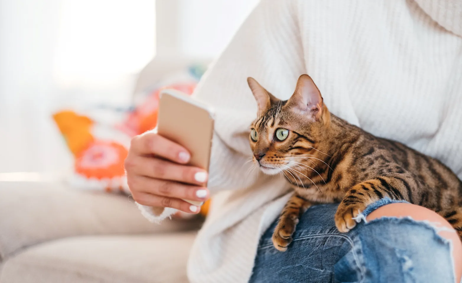 cat looking at phone cat looking at phone