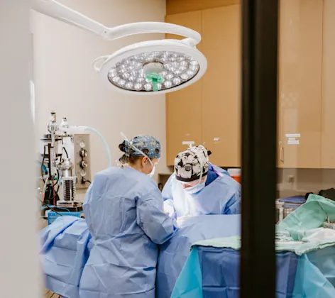 Veterinarians performing surgery Veterinarians performing surgery