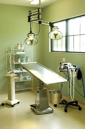 Braden River Animal Hospital Surgery
