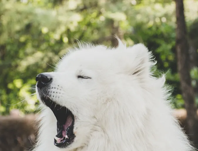 White fluffy dog yawning outside of a park. White fluffy dog yawning outside of a park.