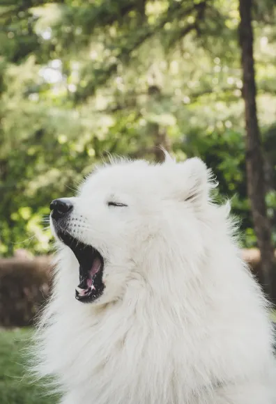 White fluffy dog yawning outside of a park. 