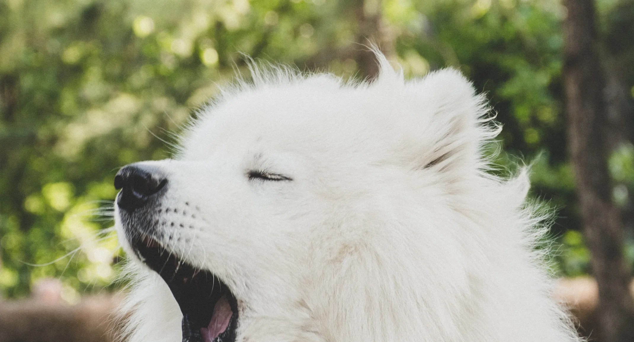 White fluffy dog yawning outside of a park. White fluffy dog yawning outside of a park.
