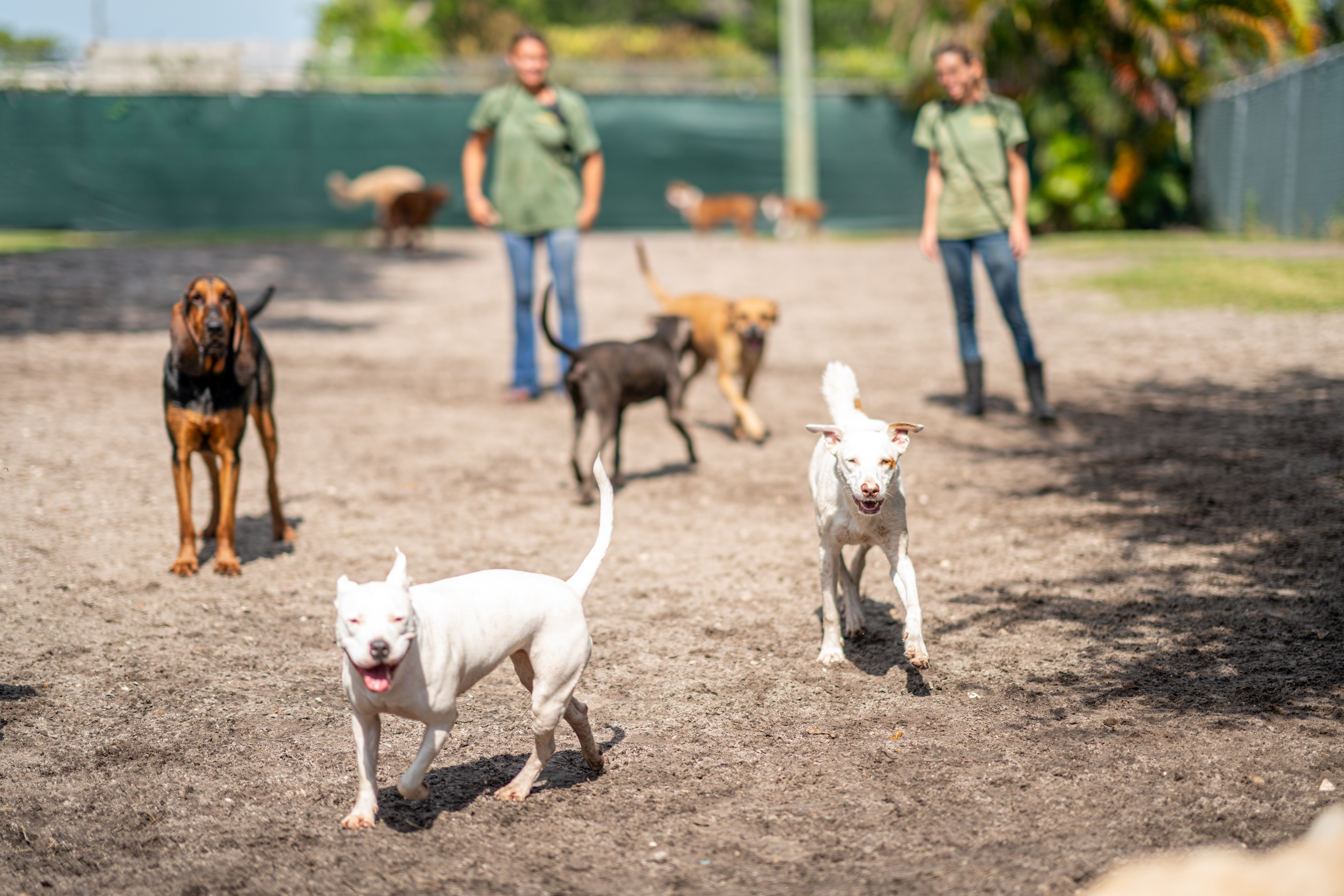 Advantage Pet Center Dogs in Yard