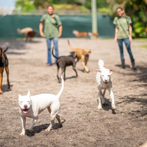 Advantage Pet Center Dogs in Yard
