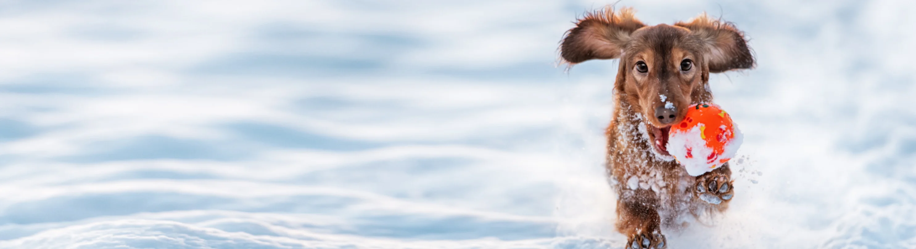 Dachshund running in snow with a ball Dachshund running in snow with a ball