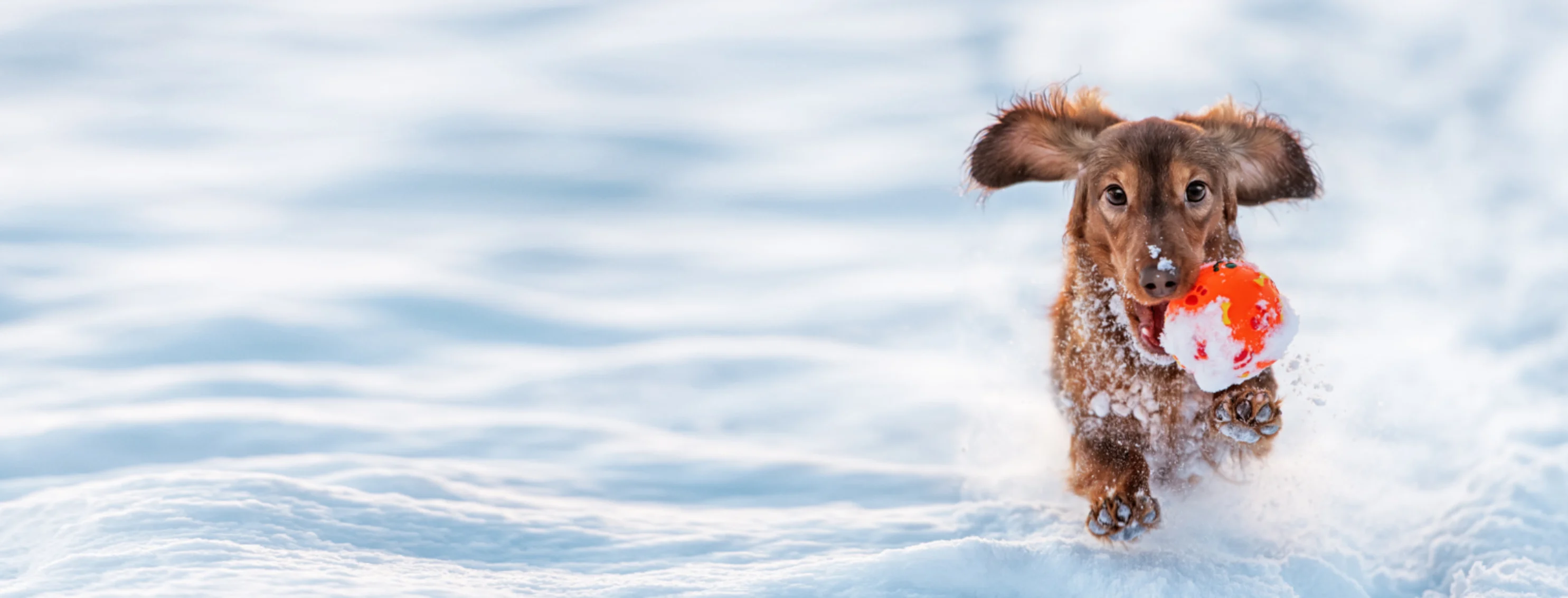 Dachshund running in snow with a ball