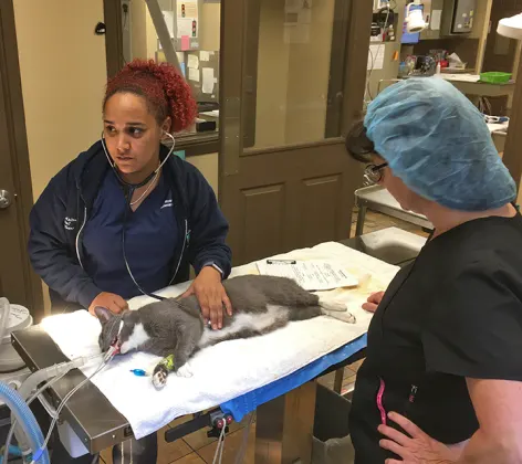 Doctor and tech completing soft tissue surgery on cat