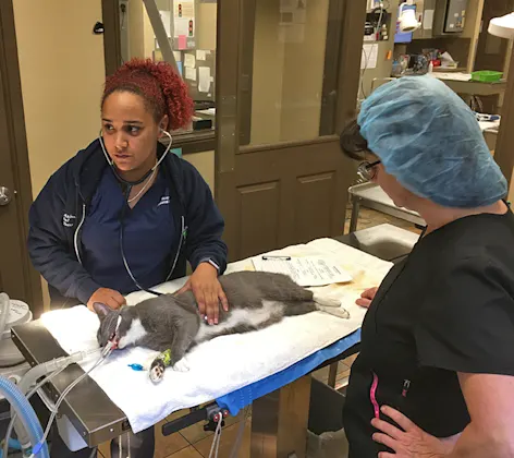 Doctor and tech completing soft tissue surgery on cat