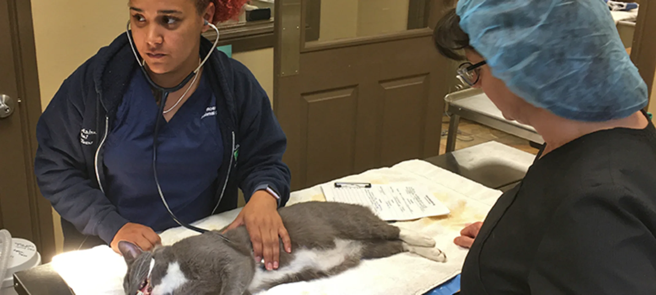 Doctor and tech completing soft tissue surgery on cat