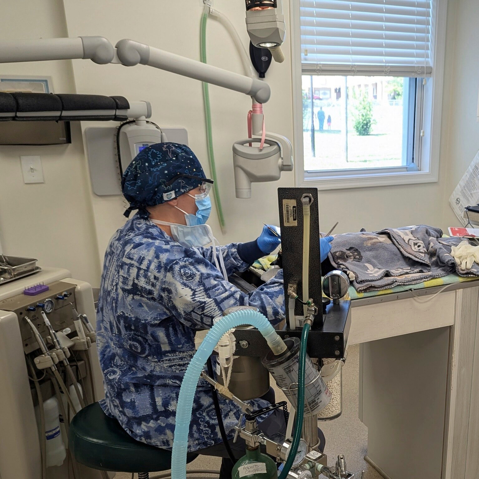 Veterinarian performing dentistry operations