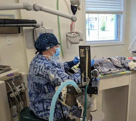 Veterinarian performing dentistry operations Veterinarian performing dentistry operations