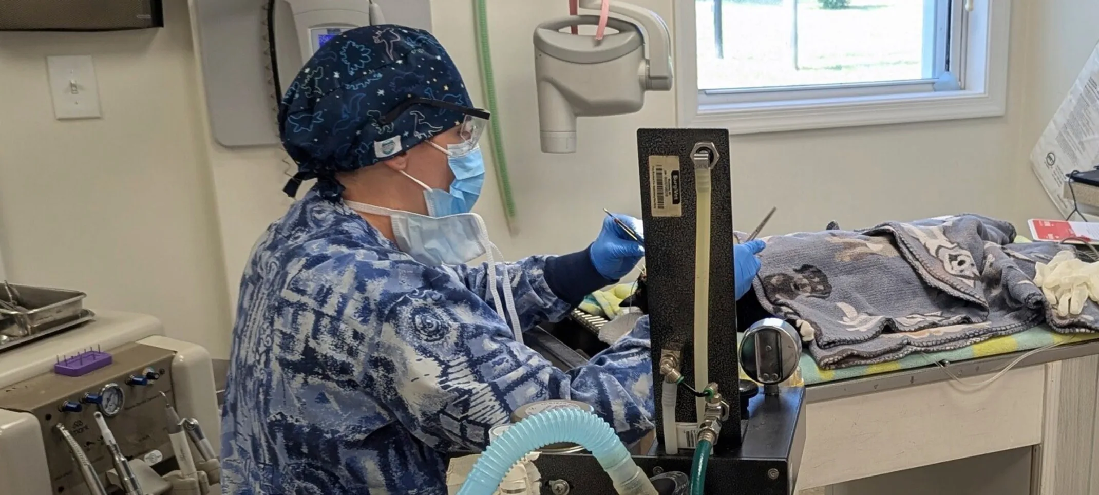 Veterinarian performing dentistry operations Veterinarian performing dentistry operations