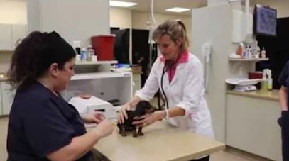 Two Conejo Valley Veterinary Hospital staff members with a dog