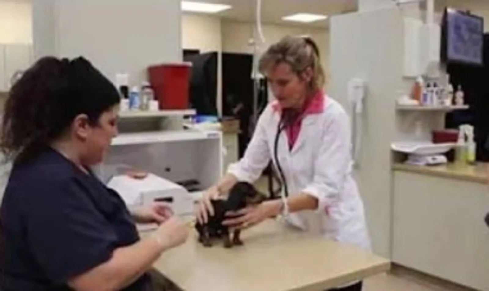 Two Conejo Valley Veterinary Hospital staff members with a dog
