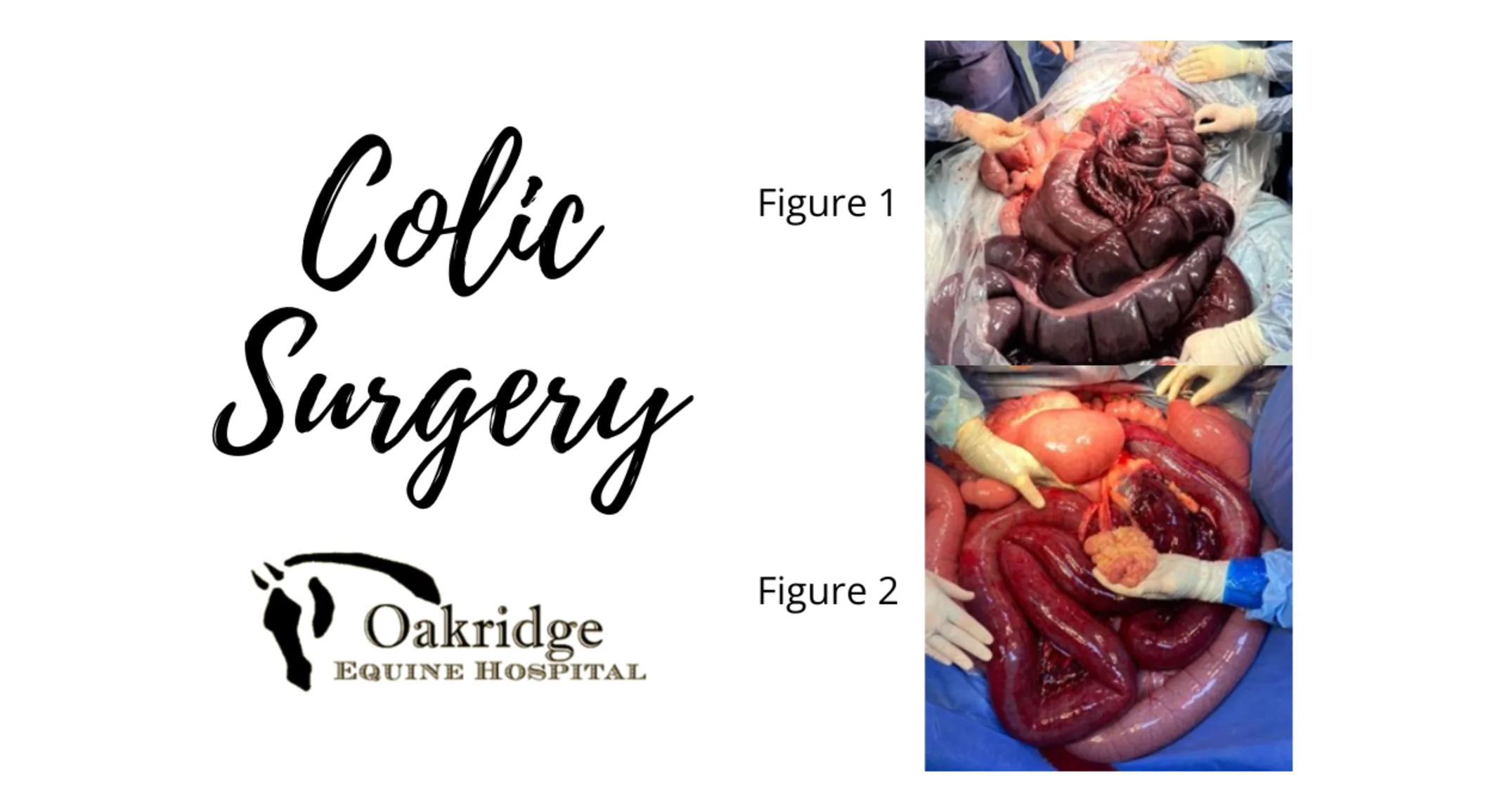 Colic Surgery at Oakridge Equine Hospital Colic Surgery at Oakridge Equine Hospital