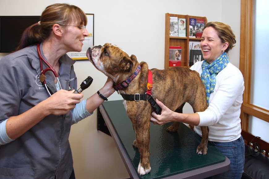 Dog with Owner and Doctor