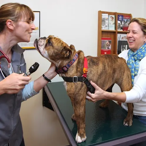 Checkups With Your Pet Dog with Owner and Doctor