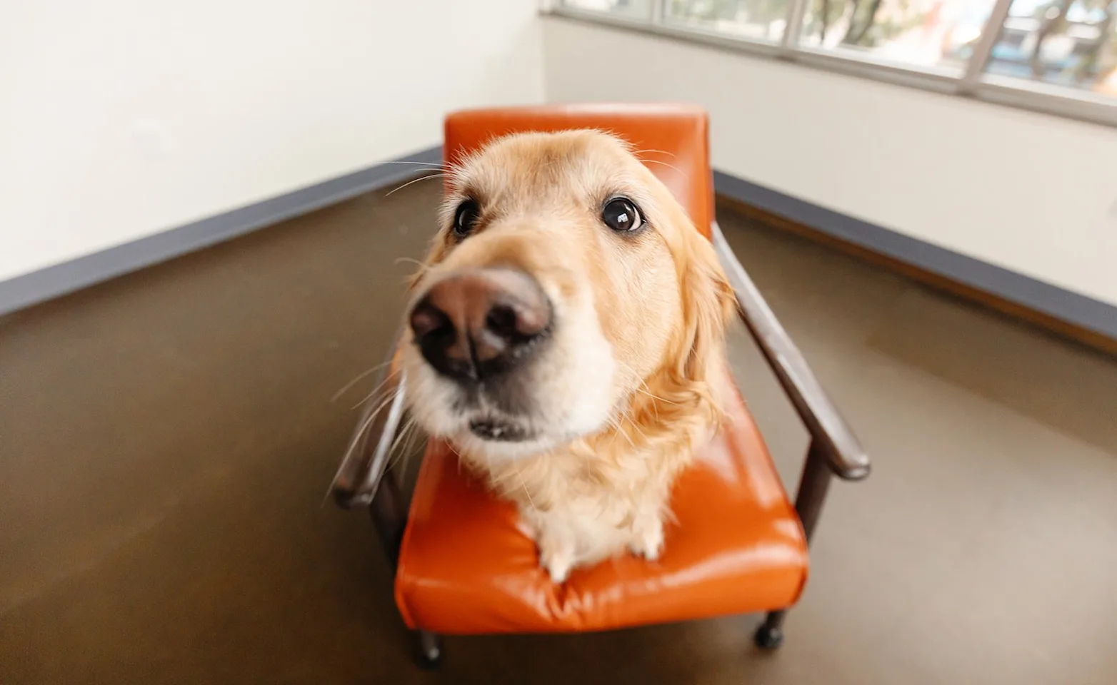 Close up view of dogs face Close up view of dogs face