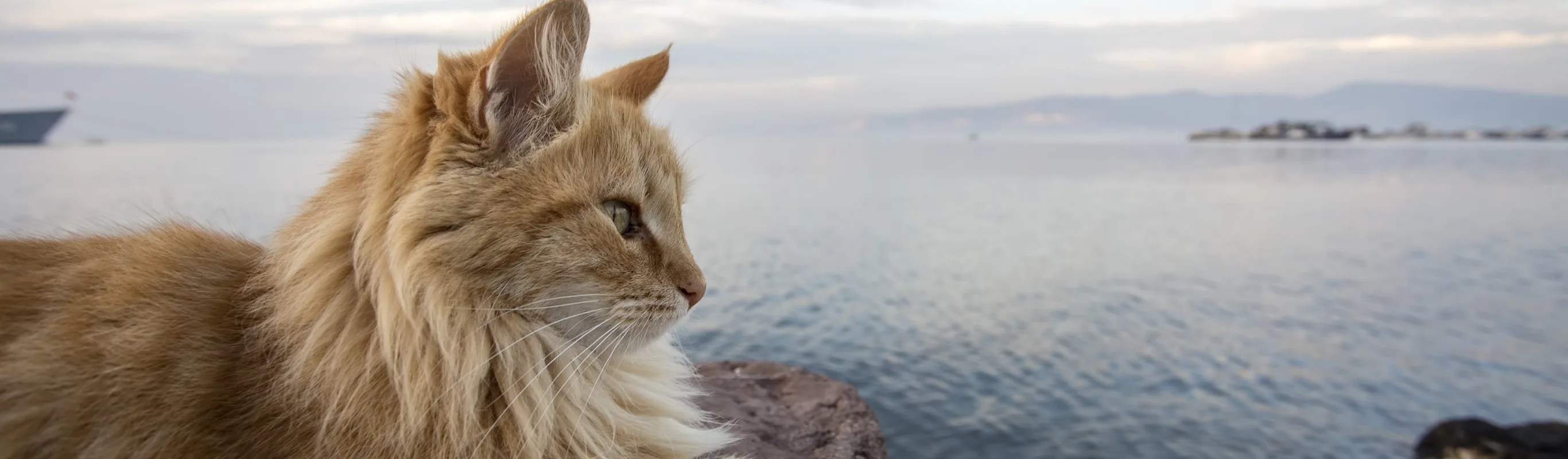 Cat sitting at the edge of a cliff overlooking water